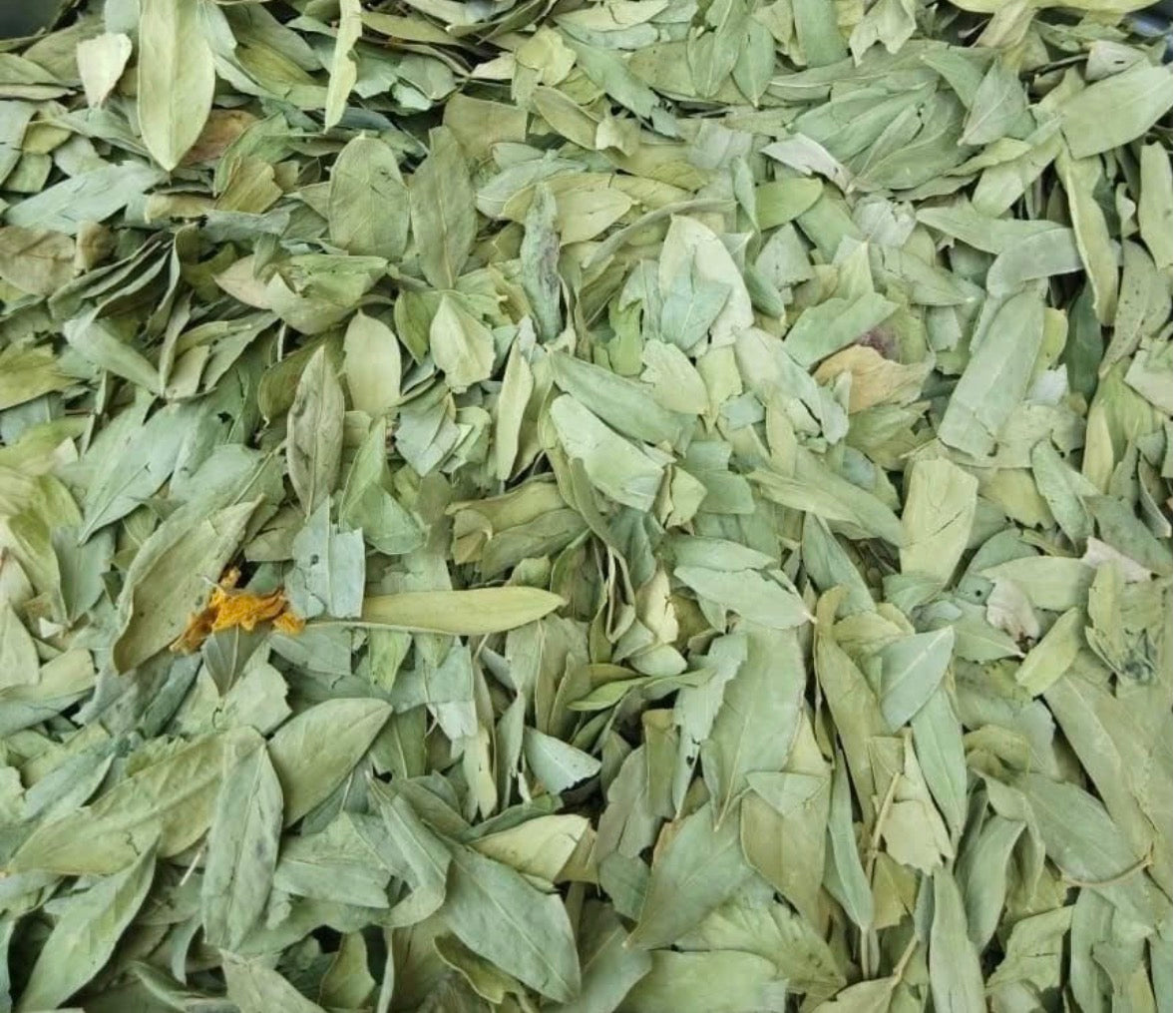 Senna Leaf 4oz